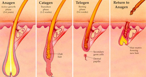 leg-waxing1-608x245.jpg